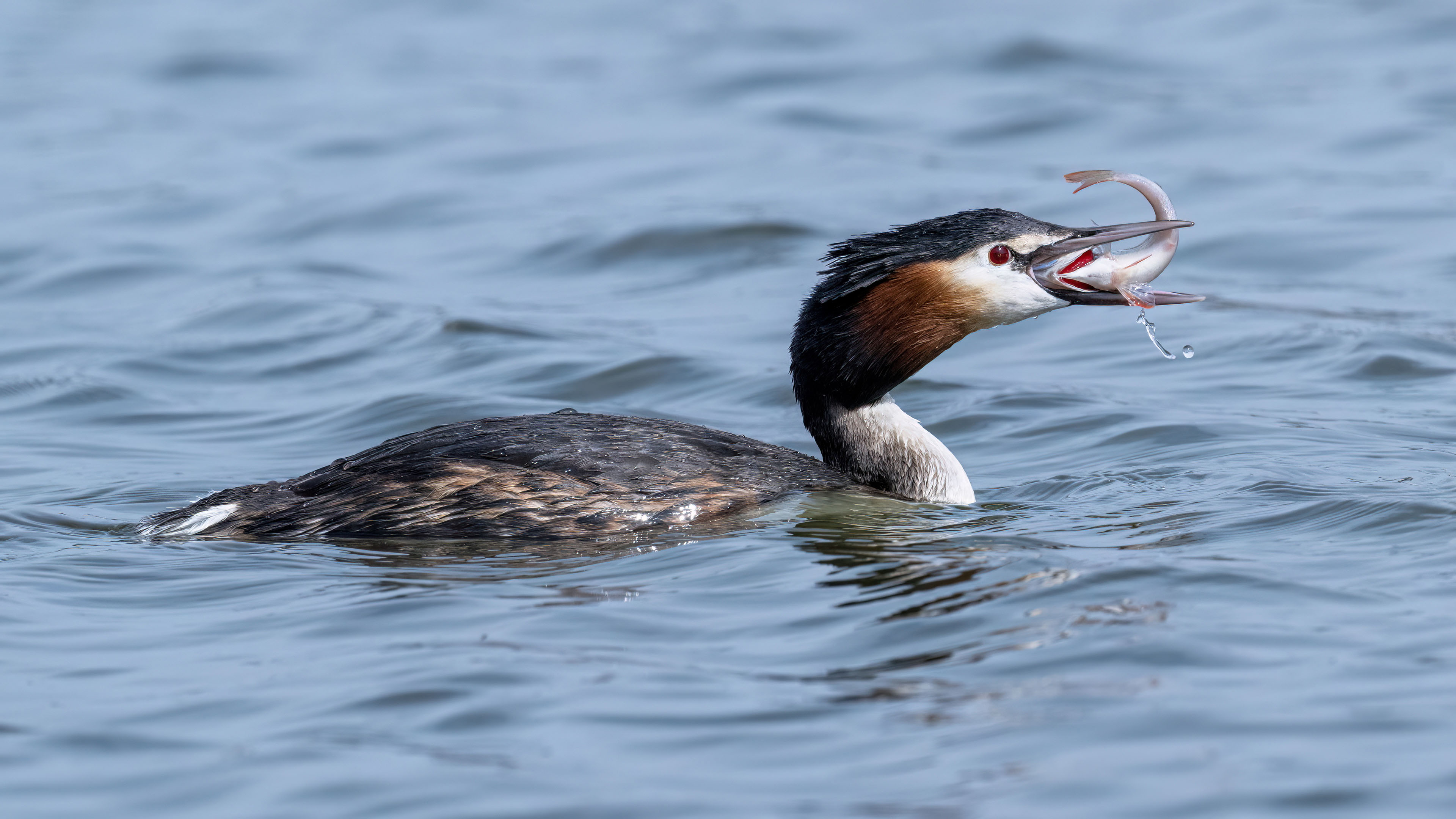 Great Crested Grebe